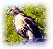 Adult Hawk