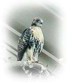 Juvenile Hawk